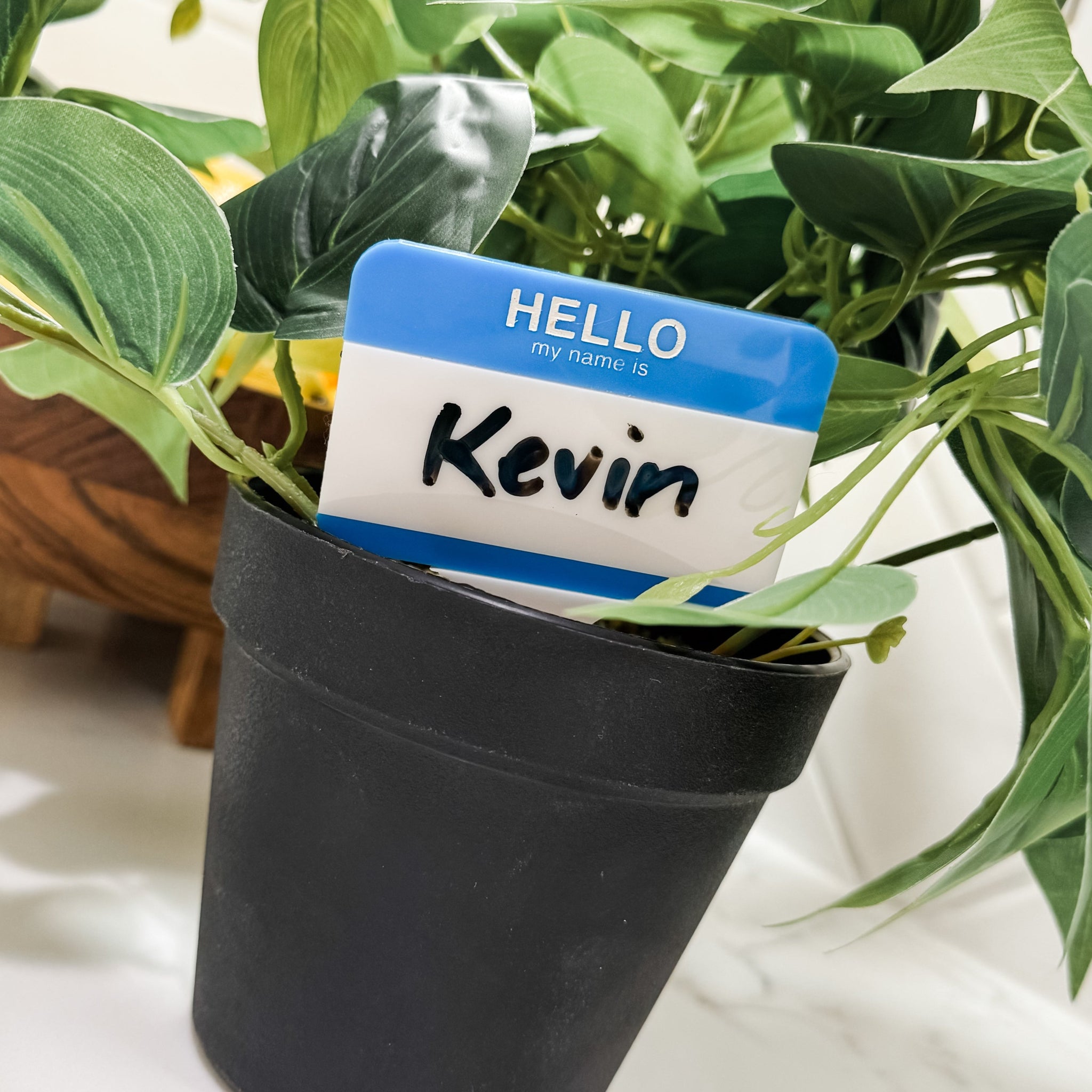 house plant care tags HELLO MY NAME IS... - Acrylic Plant Stake