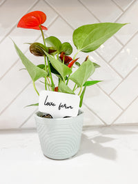 Load image into Gallery viewer, LOVE FERN - Acrylic Plant Stake
